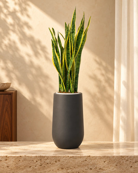 Snake Plant