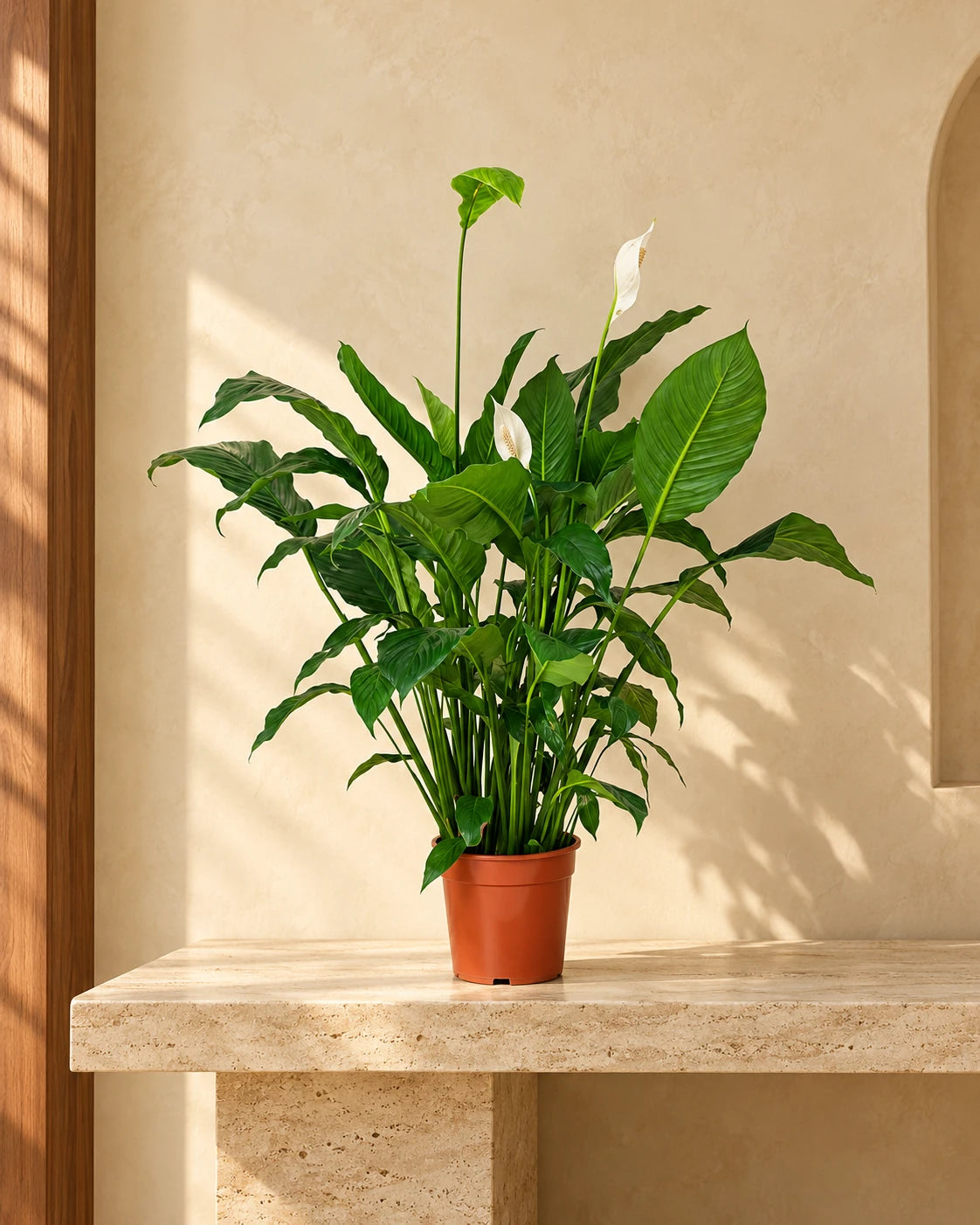 Best nursery plants in Dubai - Peace Lily