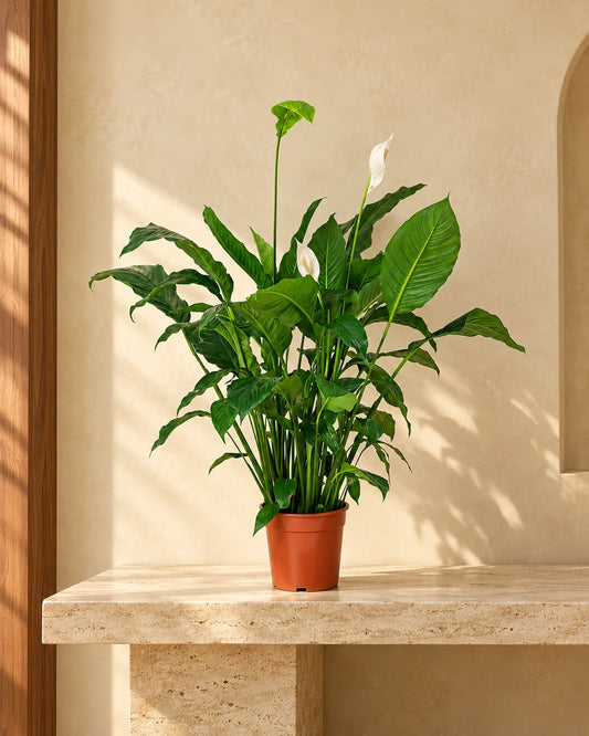 Best nursery plants in Dubai - Peace Lily