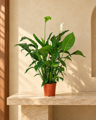 Best nursery plants in Dubai - Peace Lily
