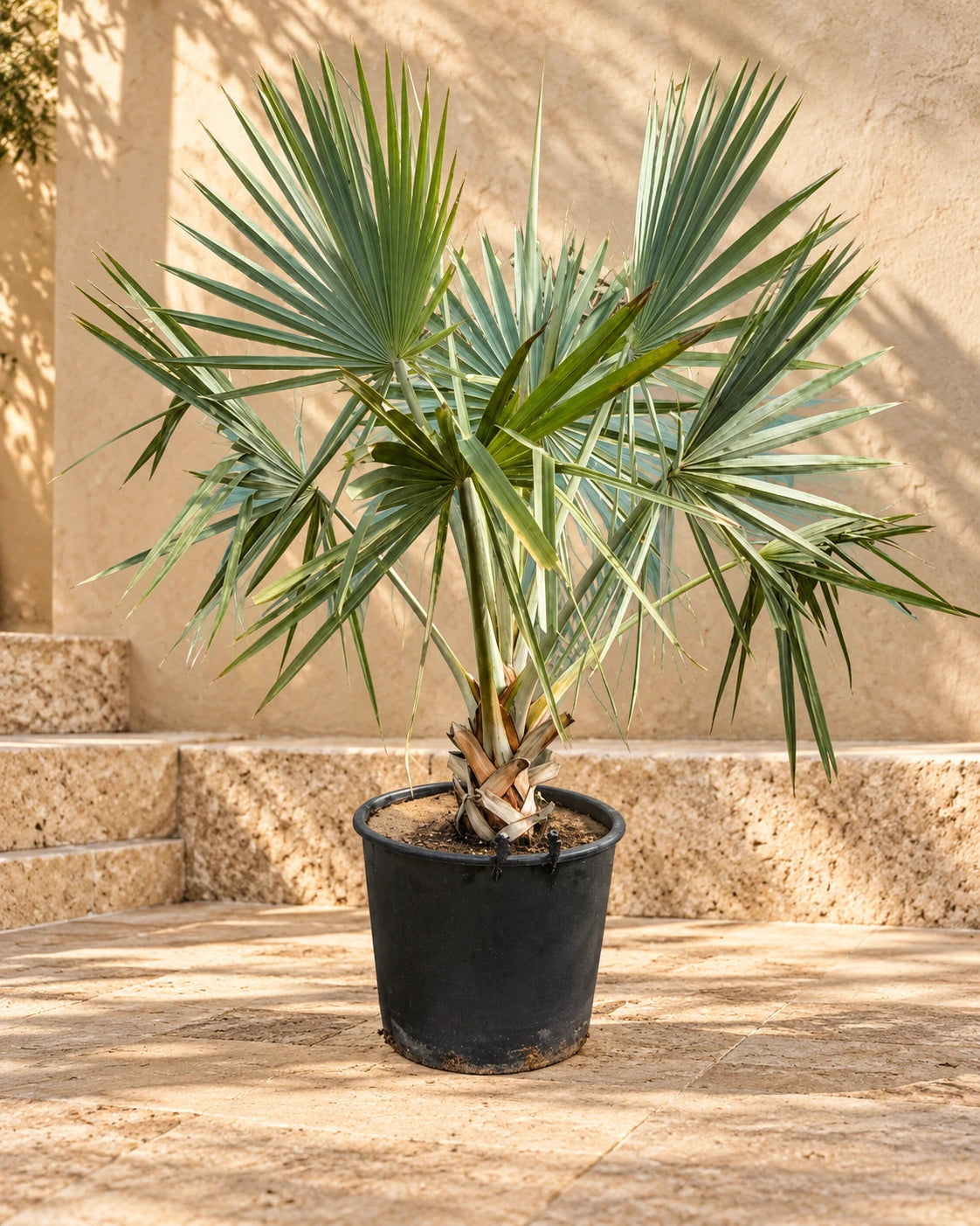 Bismark Palm
