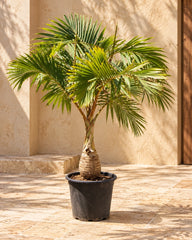 Bottle Palm