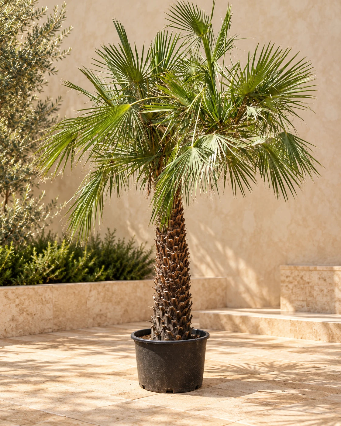 Wax Palm