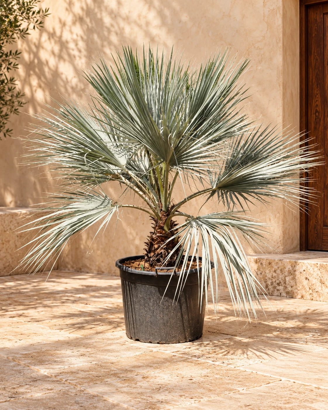 Mexican Blue Palm (Brahea Armata)