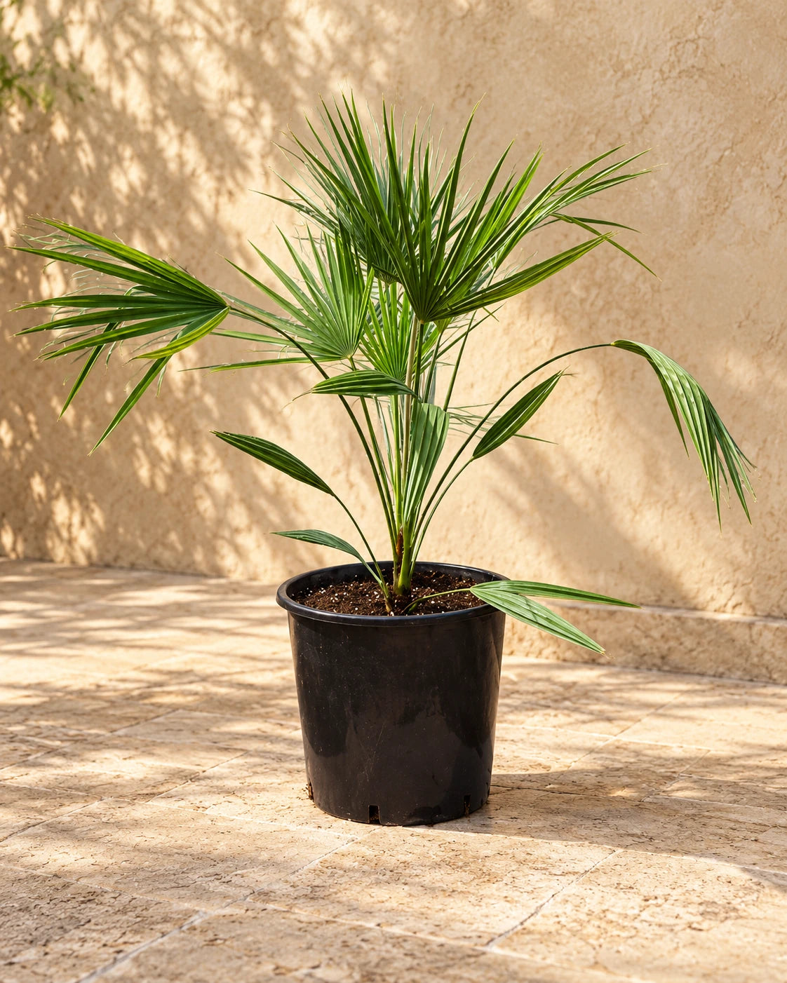 European Fan Palm