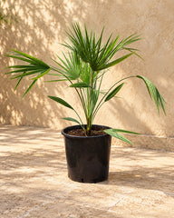 European Fan Palm