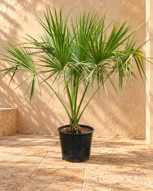 Sabal Palm