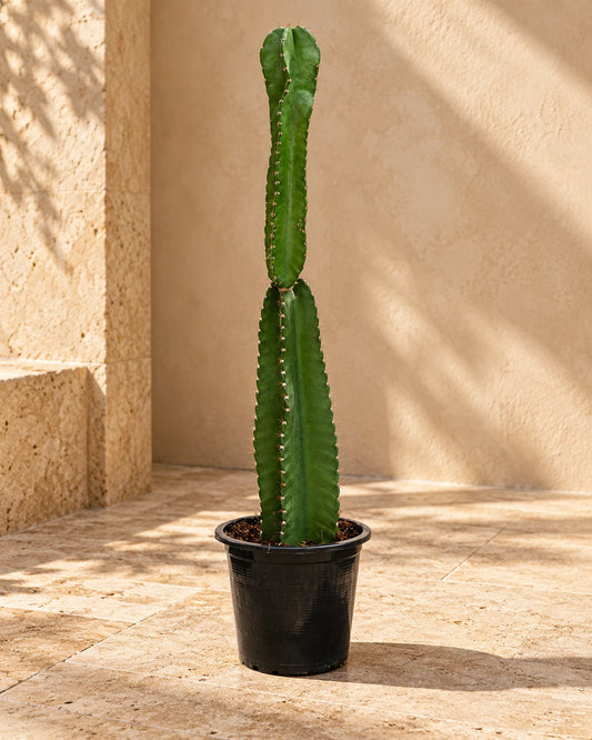 Peruvian Apple Cactus