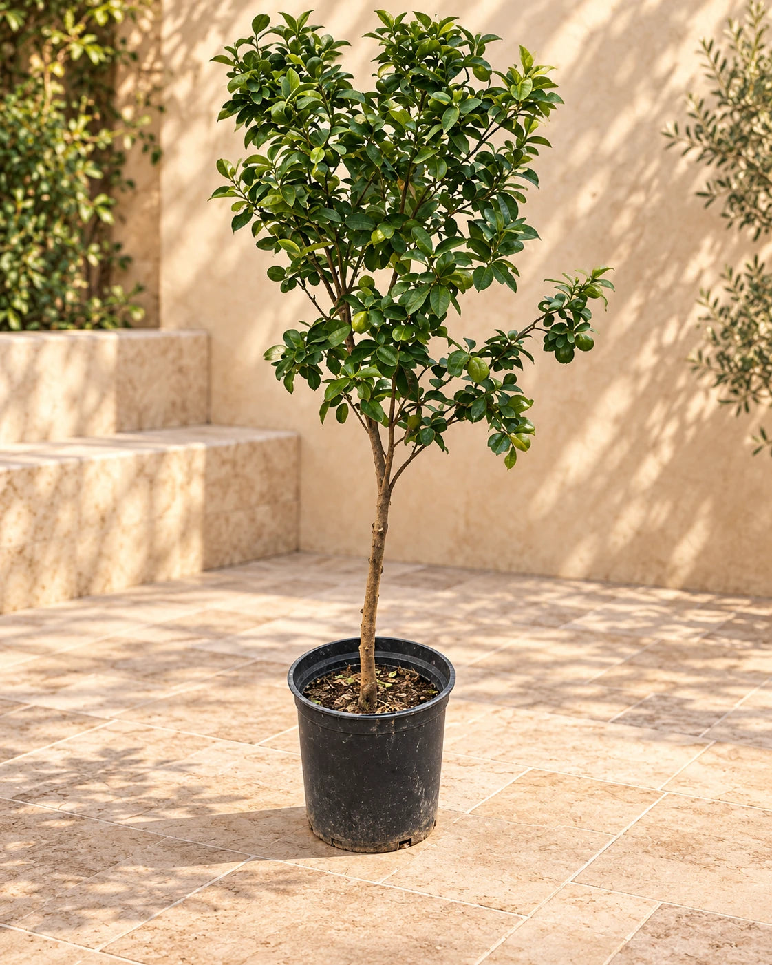 Honeybell Orange (Minneola Tangelos)