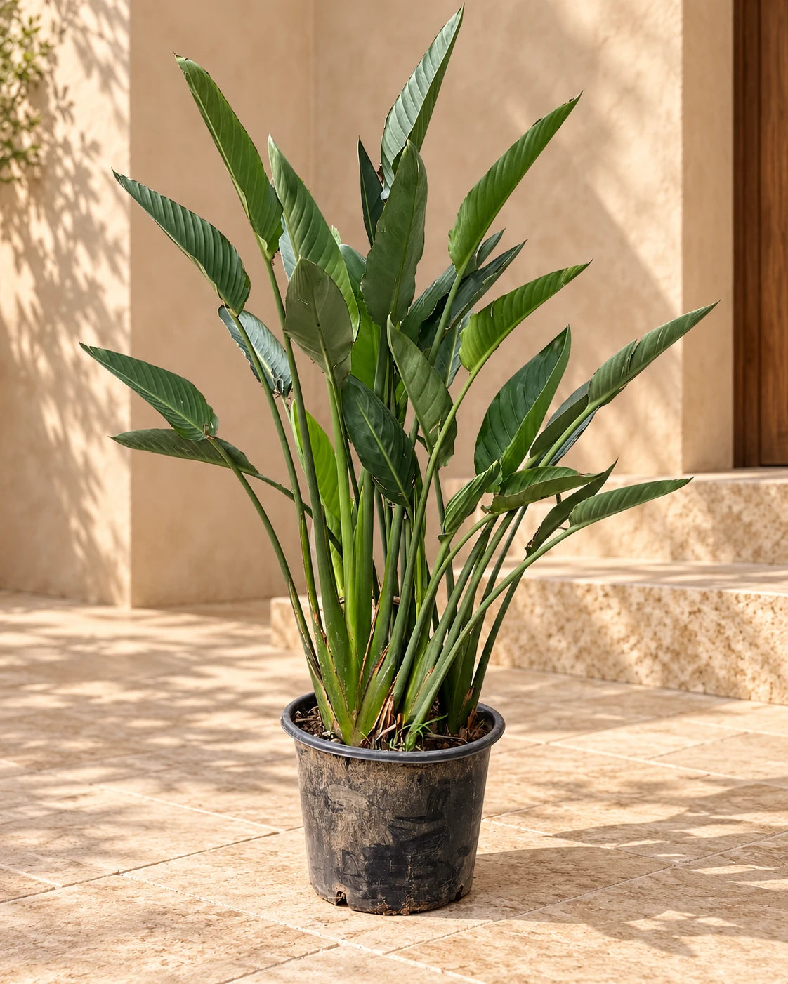 Bird Of Paradise