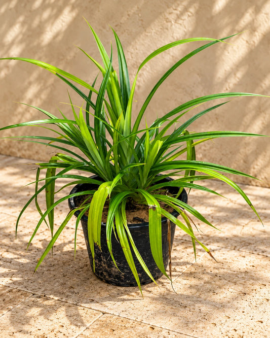 Pandanus Baptistii