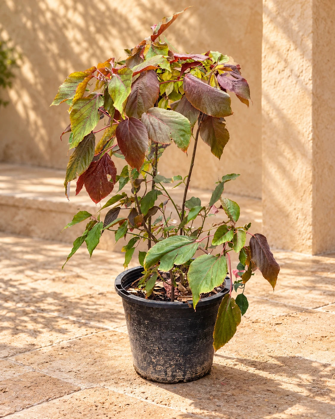 Acalypha