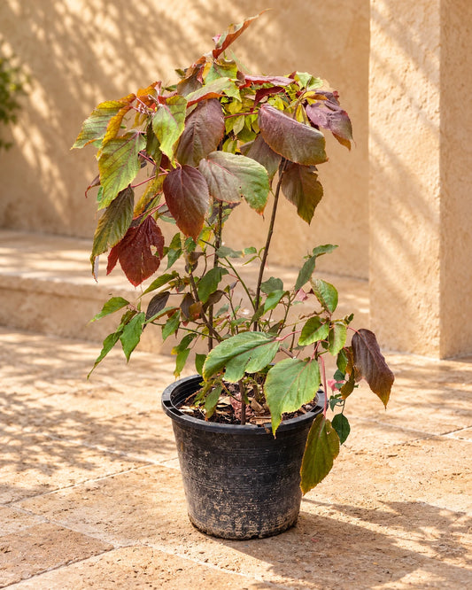 Acalypha