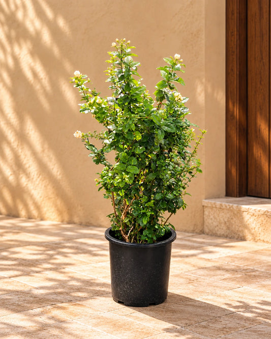 Rose Crepe Jasmine (Tabernaemontana Divaricata)
