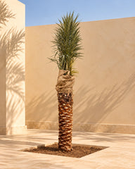 Date Palm