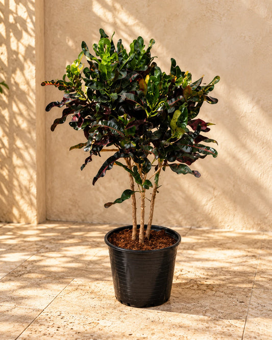 Curly Croton