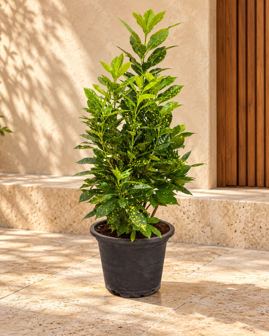 Croton Goldust