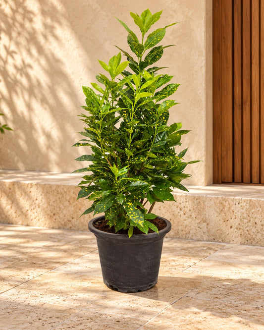 Croton Goldust