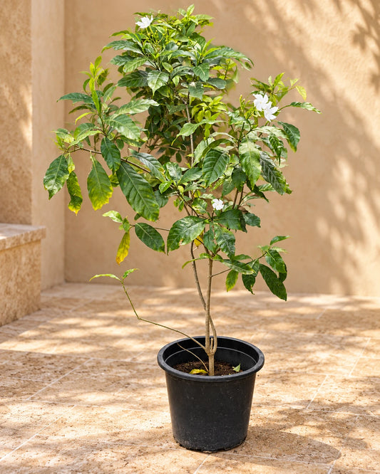 Rose Crepe Jasmine (Tabernaemontana Divaricata)