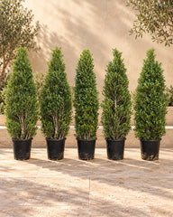Ficus Nitida Cone (Ficus Nitida)