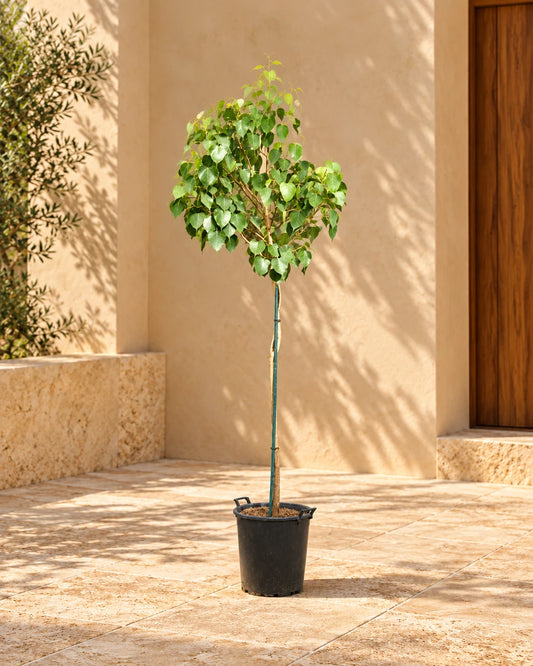 Sacred Fig (Ficus Religiosa)