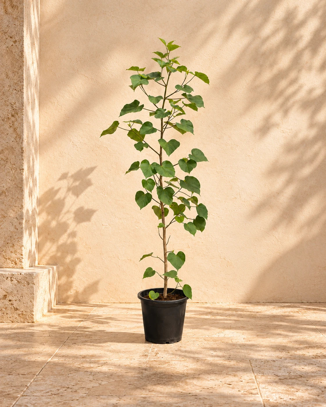 Sea Hibiscus (Hibiscus Tiliaceus)