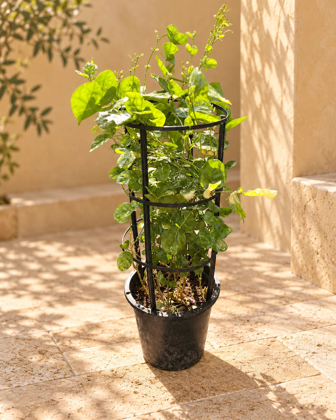 Arabian Jasmine
