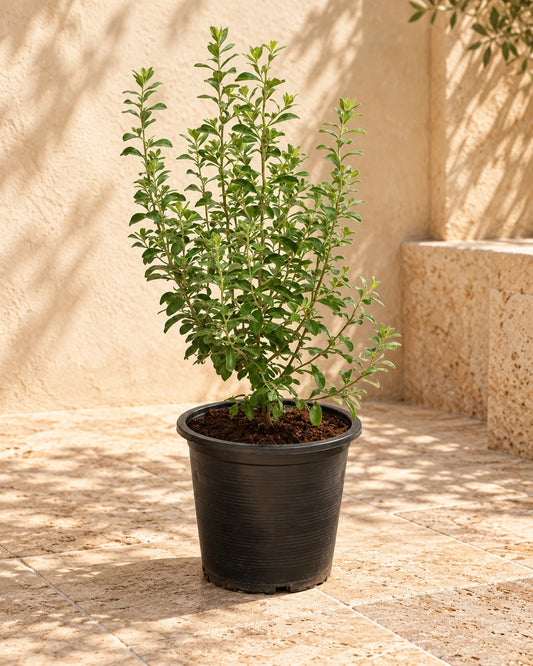 Texas Sage Leucophyllum