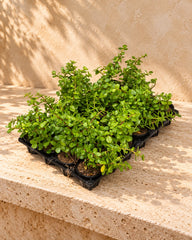 Natal Plum