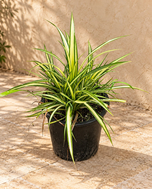 Variegated Pandanus