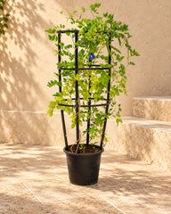 Butterfly Pea Plant