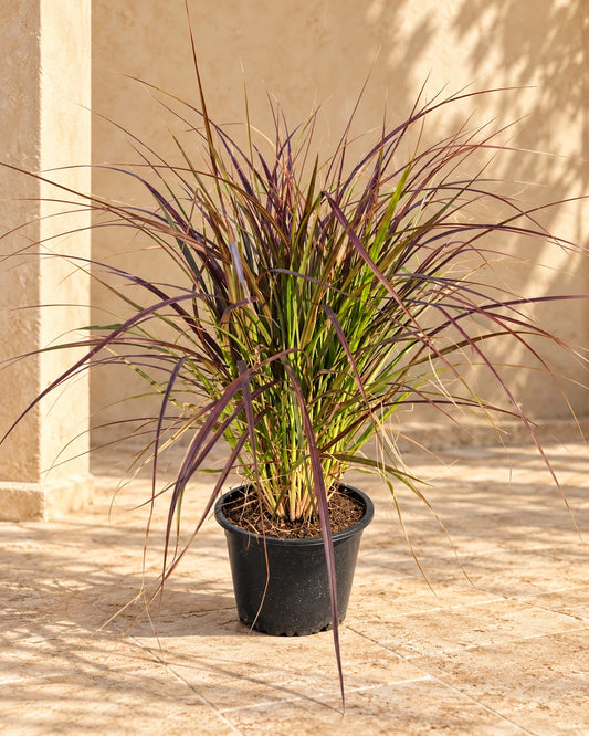 Red Fountain Grass ( Pennisetum Rubrum )