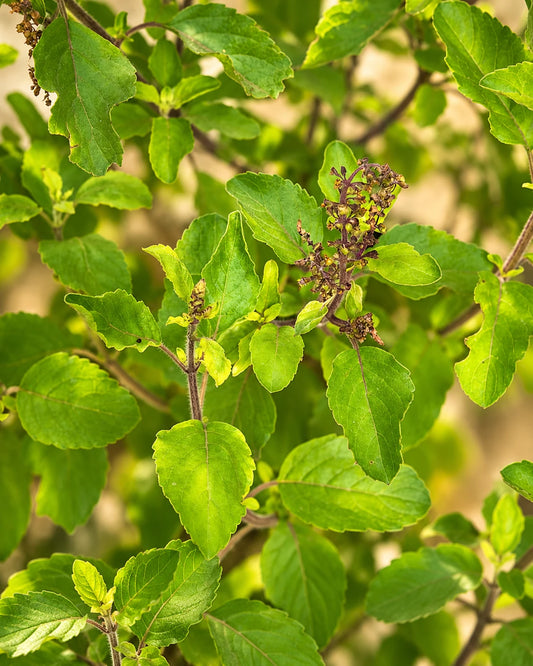 Holy Basil (Ocimum Tenuiflorum)