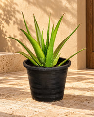 Zoom Aloe Vera