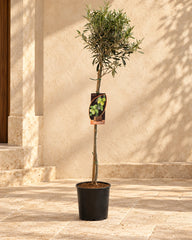 Buy olive tree in Dubai