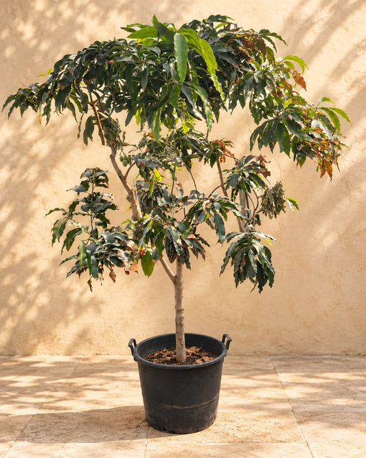 Mango Tree (Mangifera Indica)