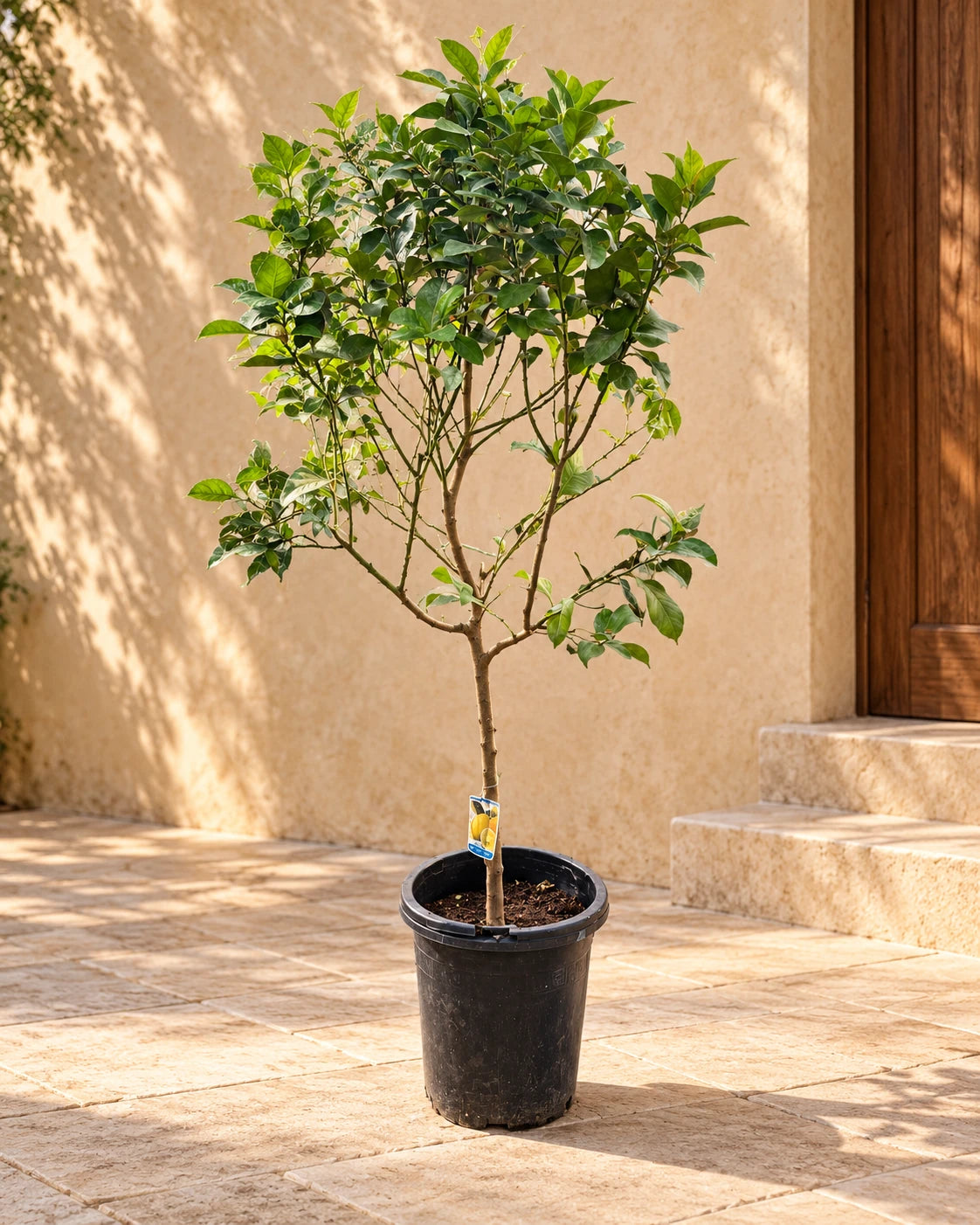 Lemon Tree (Citrus Lemon)