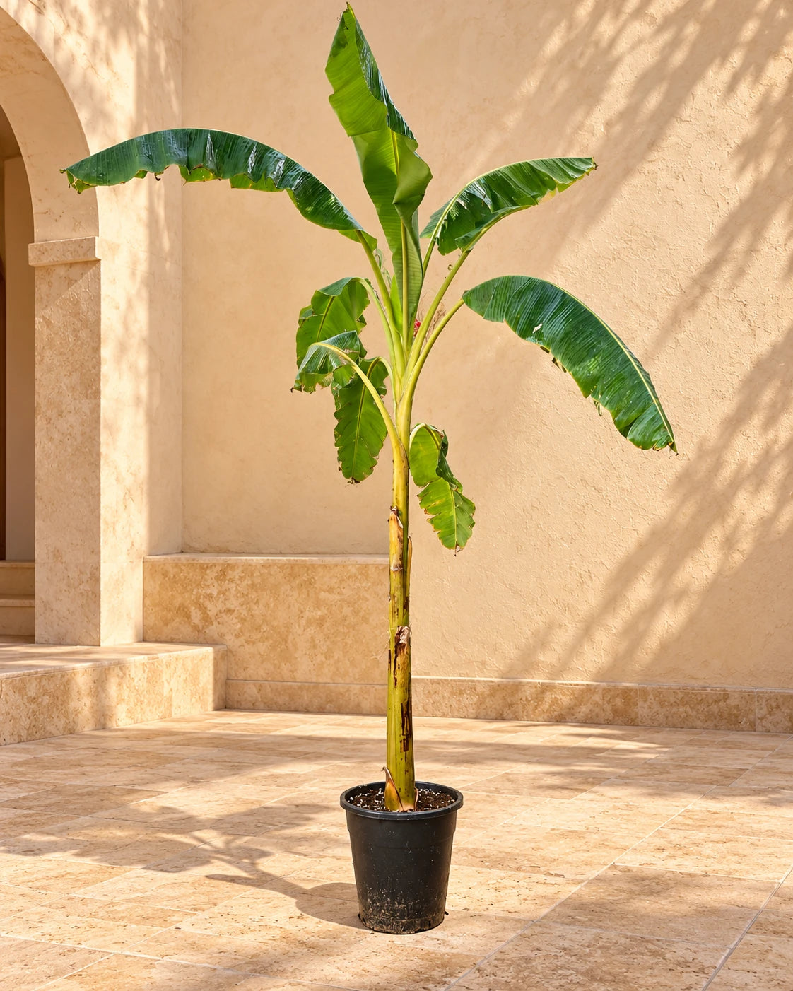 Banana Plant (Musa Paradisiaca)