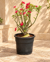 Desert Rose (Adenium Obesum)