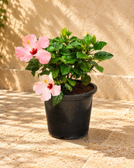 Hibiscus (Hibiscus Rosa-Sinensis)