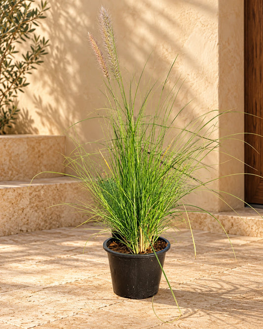 Green Fountain Grass