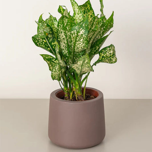 Chinese Evergreen