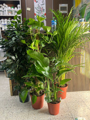 Tropical Oasis