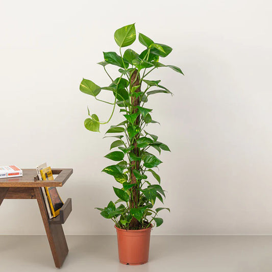 Money Plant
