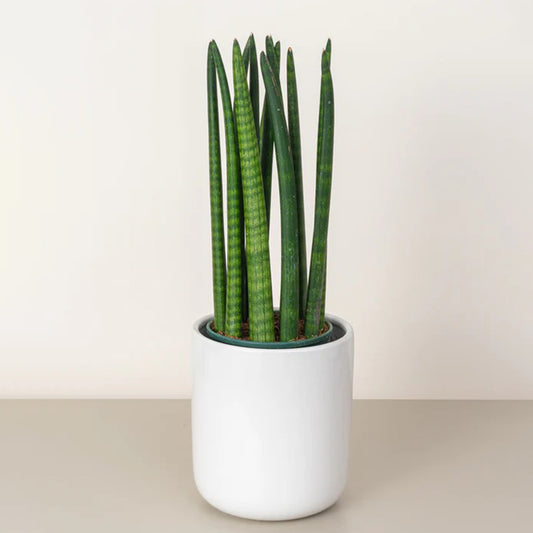Snake Plant Cylindrica