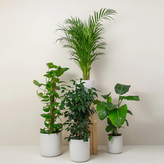 Tropical Oasis