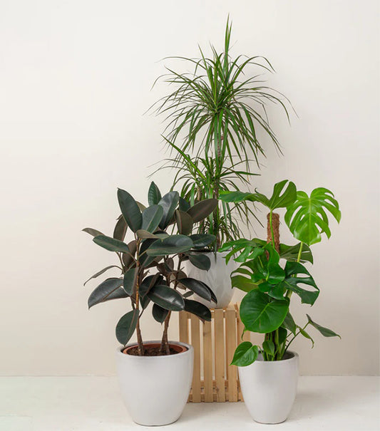 Urban Jungle