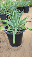 Agave