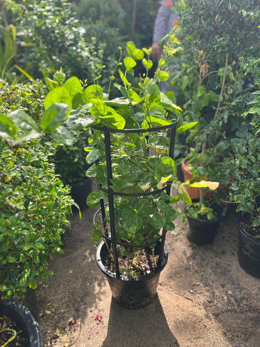 Arabian Jasmine