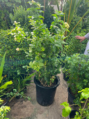 Rose Jasmine